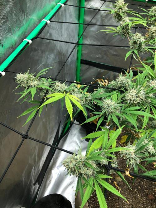 Acapulco Gold (auto) SeedSupreme Indoor. Week 11