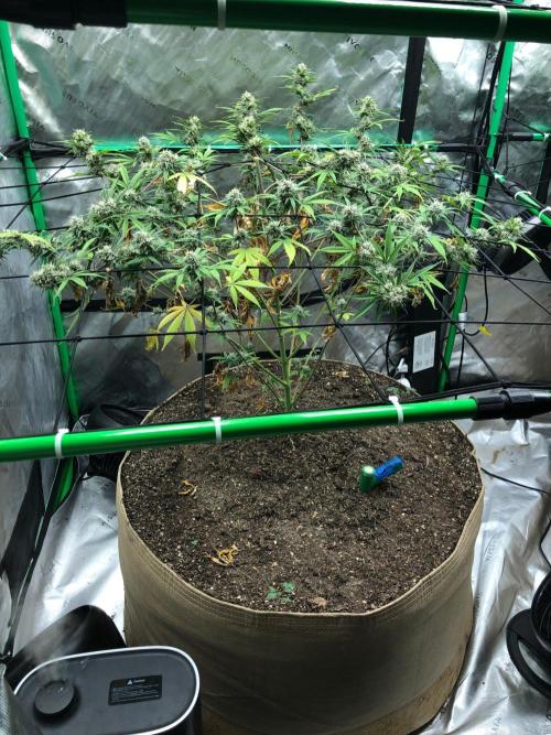 Acapulco Gold (auto) SeedSupreme Indoor. Week 11