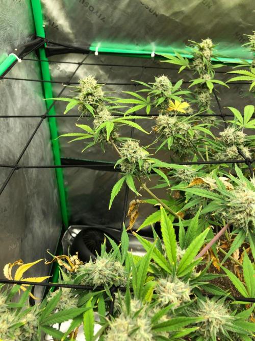 Acapulco Gold (auto) SeedSupreme Indoor. Week 11