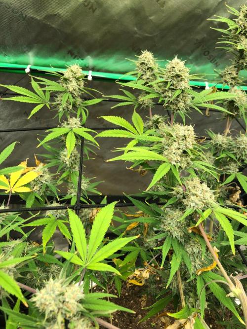 Acapulco Gold (auto) SeedSupreme Indoor. Week 11