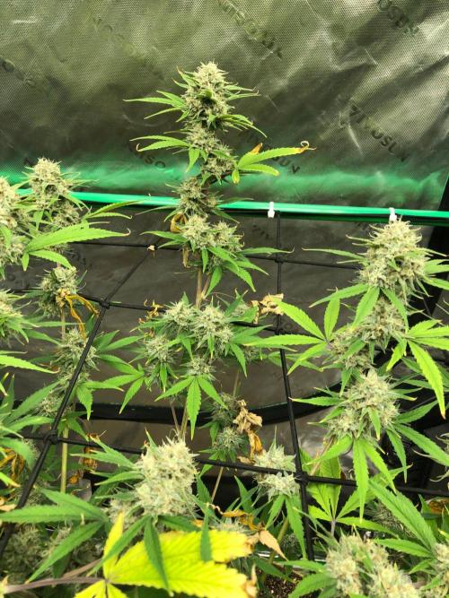 Acapulco Gold (auto) SeedSupreme Indoor. Week 11