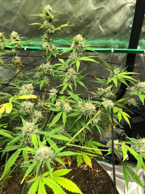 Acapulco Gold (auto) SeedSupreme Indoor. Week 11