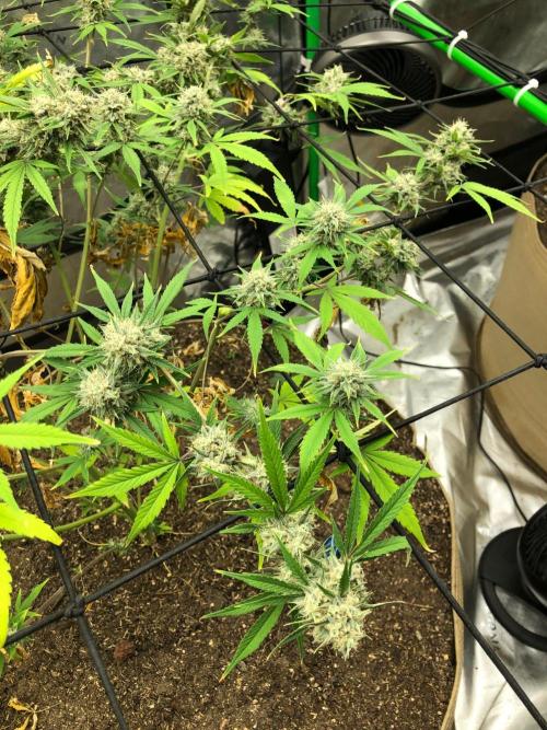 Acapulco Gold (auto) SeedSupreme Indoor. Week 11