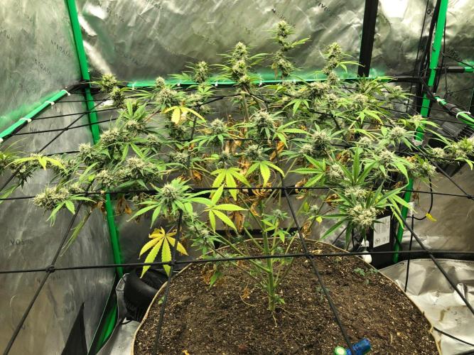 Acapulco Gold (auto) SeedSupreme Indoor. Week 11