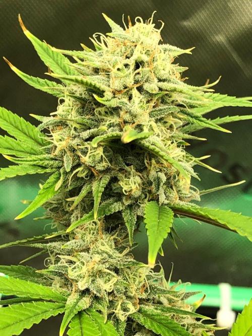 Acapulco Gold (auto) SeedSupreme Indoor. Week 11