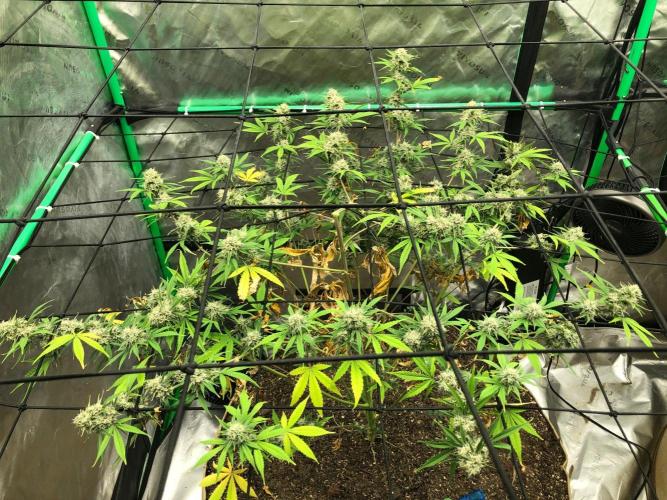 Acapulco Gold (auto) SeedSupreme Indoor. Week 11