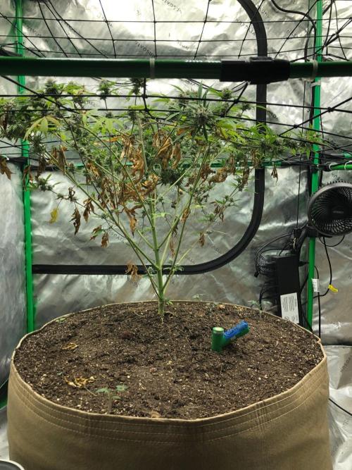 Acapulco Gold (auto) SeedSupreme Indoor. Week 11