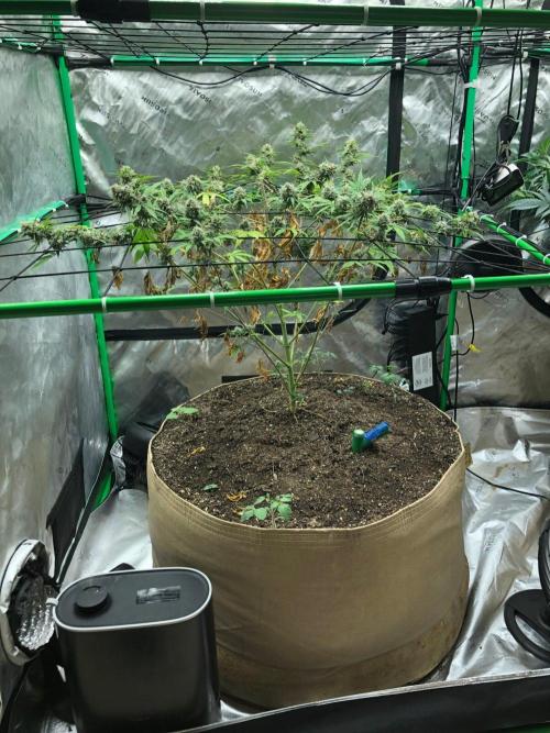 Acapulco Gold (auto) SeedSupreme Indoor. Week 11