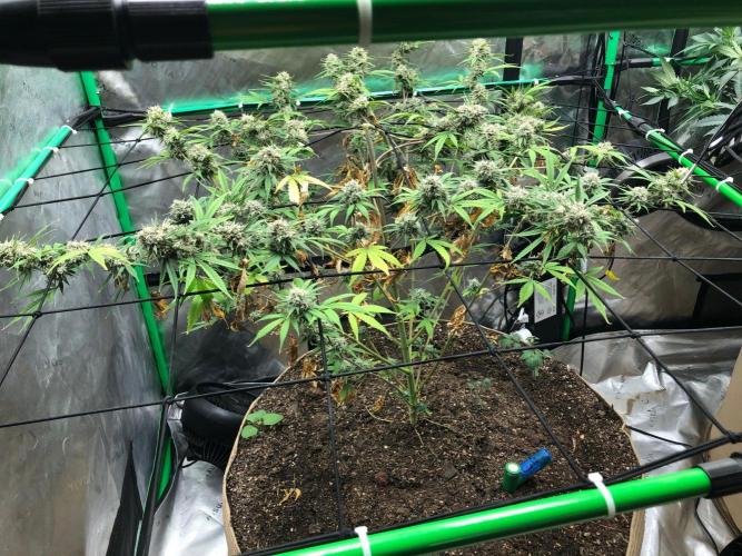 Acapulco Gold (auto) SeedSupreme Indoor. Week 11