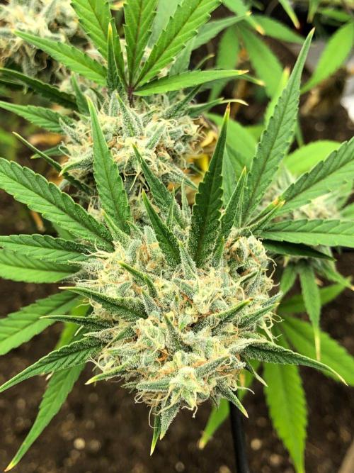 Acapulco Gold (auto) SeedSupreme Indoor. Week 11