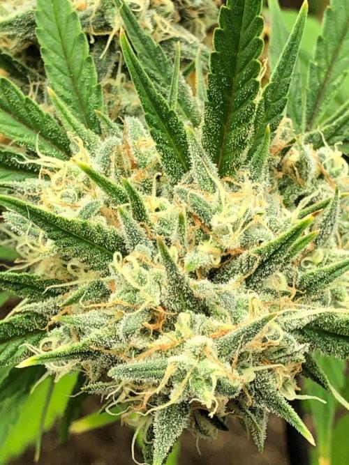 Acapulco Gold (auto) SeedSupreme Indoor. Week 11