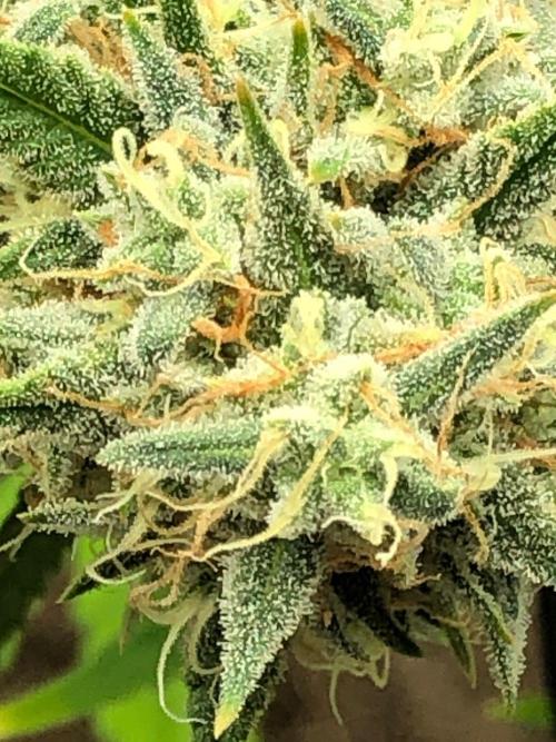 Acapulco Gold (auto) SeedSupreme Indoor. Week 11