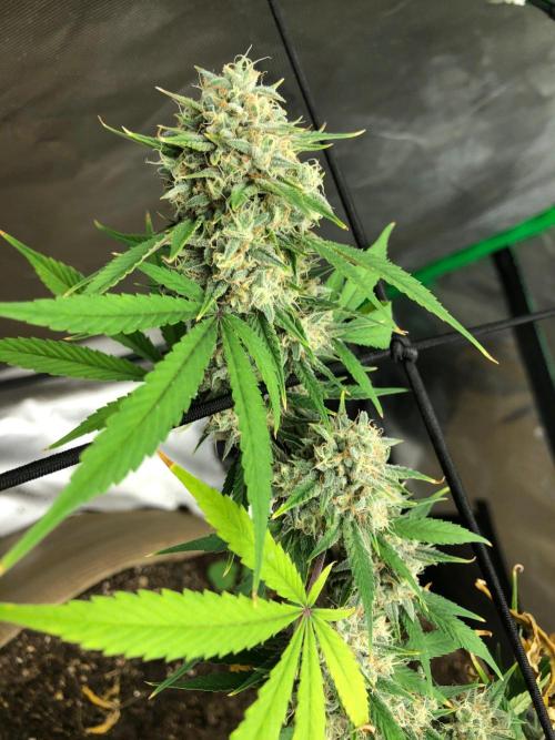 Acapulco Gold (auto) SeedSupreme Indoor. Week 11