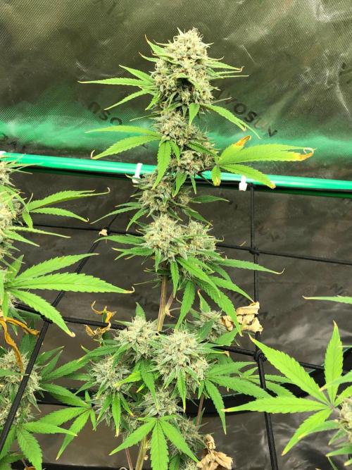 Acapulco Gold (auto) SeedSupreme Indoor. Week 11