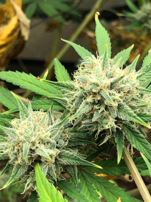 Acapulco Gold (auto) SeedSupreme Indoor. Week 11