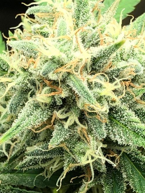 Acapulco Gold (auto) SeedSupreme Indoor. Week 11