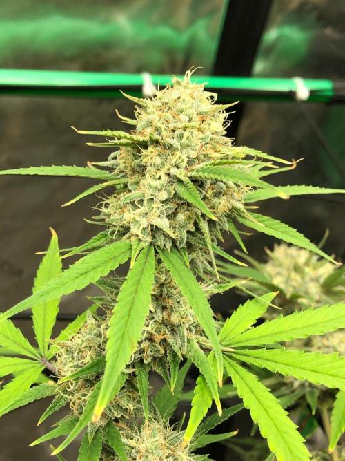 Acapulco Gold (auto) SeedSupreme Indoor. Week 11