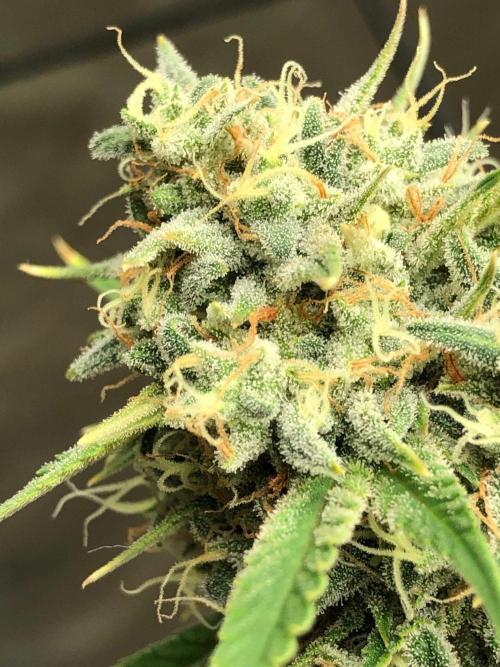 Acapulco Gold (auto) SeedSupreme Indoor. Week 11