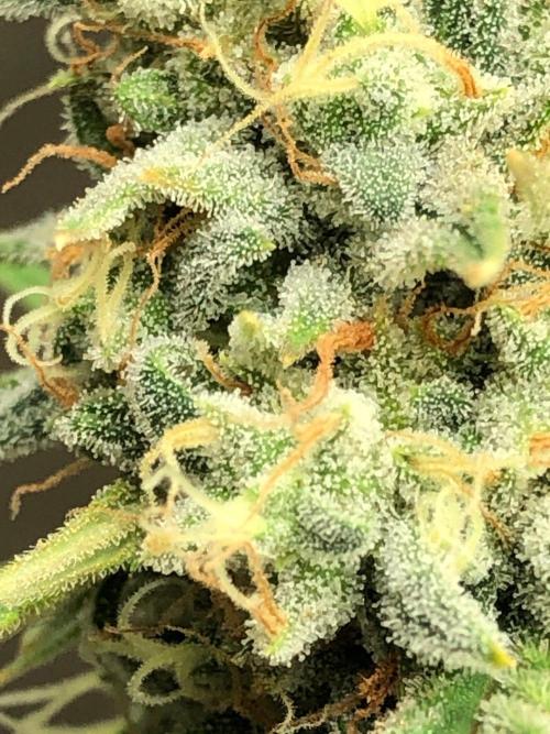 Acapulco Gold (auto) SeedSupreme Indoor. Week 11