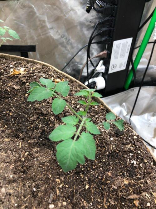 Acapulco Gold (auto) SeedSupreme Indoor. Week 11
