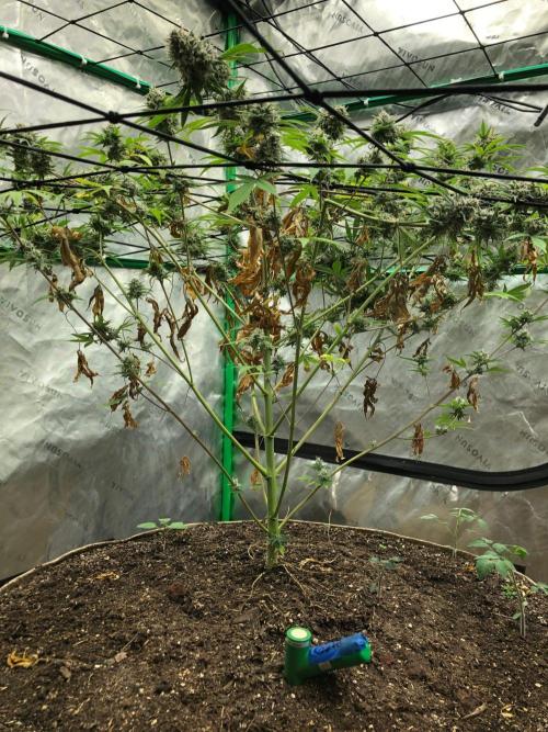 Acapulco Gold (auto) SeedSupreme Indoor. Week 11