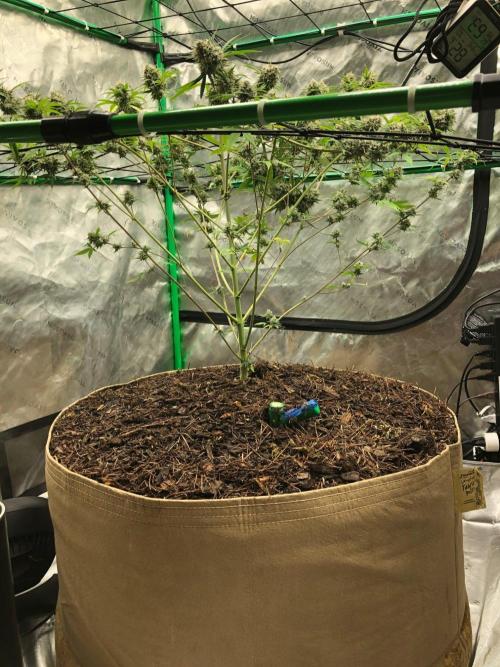 Acapulco Gold (auto) SeedSupreme Indoor. Week 11