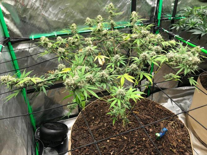 Acapulco Gold (auto) SeedSupreme Indoor. Week 11