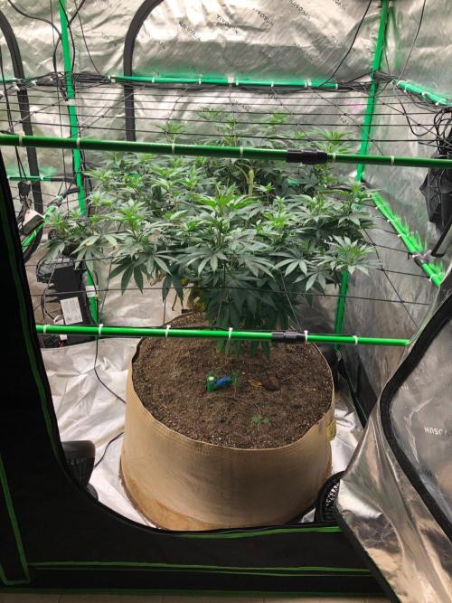 Mexican Sativa Kannabaia Indoor Summer. Week 11