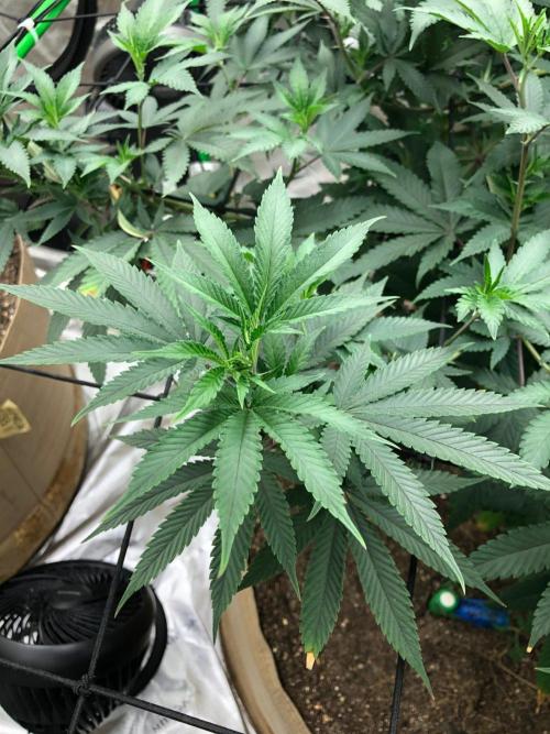 Mexican Sativa Kannabaia Indoor Summer. Week 11