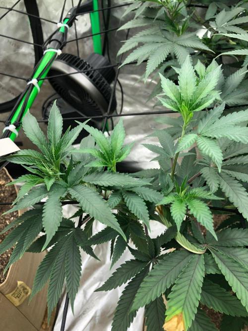 Mexican Sativa Kannabaia Indoor Summer. Week 11