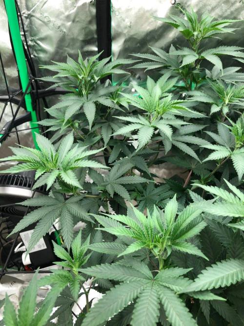 Mexican Sativa Kannabaia Indoor Summer. Week 11