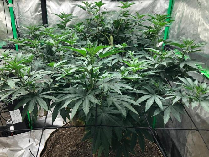Mexican Sativa Kannabaia Indoor Summer. Week 11