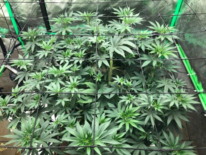 Mexican Sativa Kannabaia Indoor Summer. Week 11