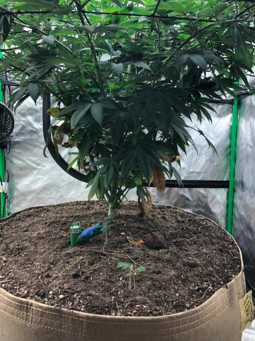 Mexican Sativa Kannabaia Indoor Summer. Week 11