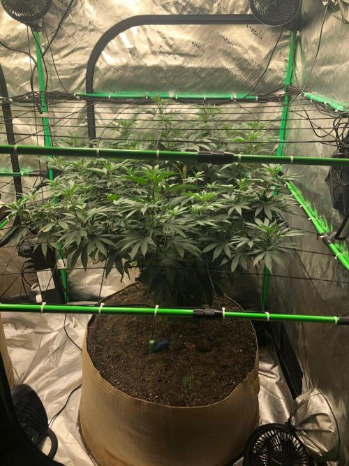 Mexican Sativa Kannabaia Indoor Summer. Week 11