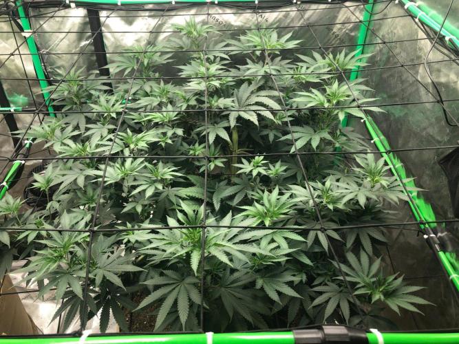 Mexican Sativa Kannabaia Indoor Summer. Week 11