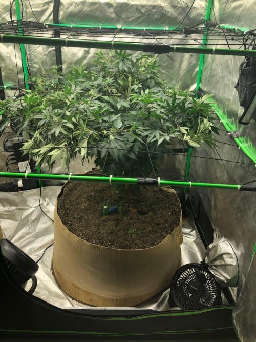 Mexican Sativa Kannabaia Indoor Summer. Week 11