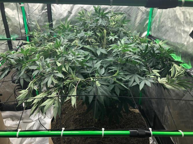 Mexican Sativa Kannabaia Indoor Summer. Week 11