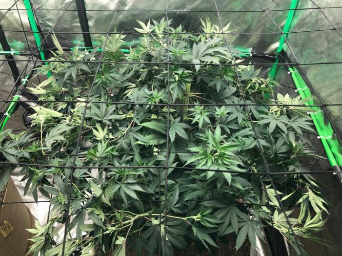 Mexican Sativa Kannabaia Indoor Summer. Week 11