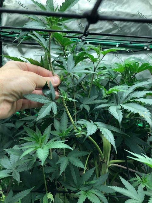 Mexican Sativa Kannabaia Indoor Summer. Week 11