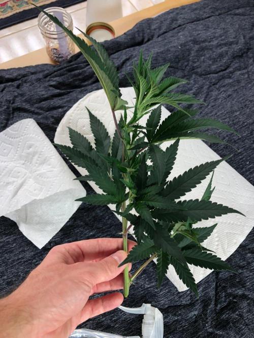 Mexican Sativa Kannabaia Indoor Summer. Week 11
