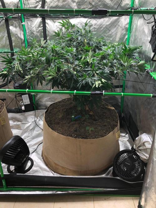 Mexican Sativa Kannabaia Indoor Summer. Week 11