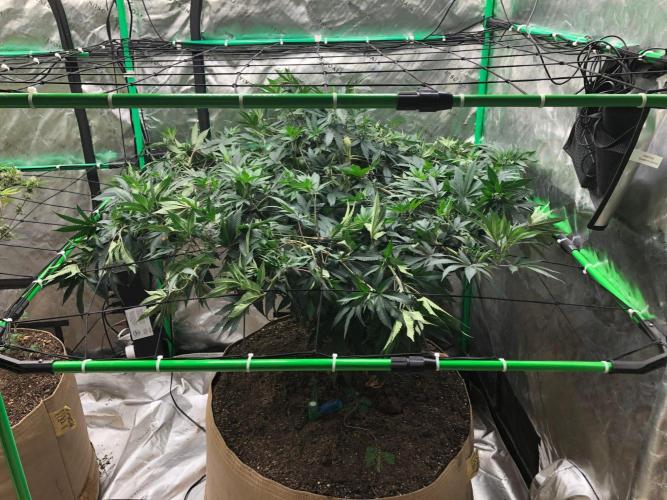 Mexican Sativa Kannabaia Indoor Summer. Week 11