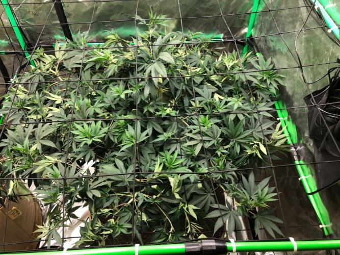 Mexican Sativa Kannabaia Indoor Summer. Week 11