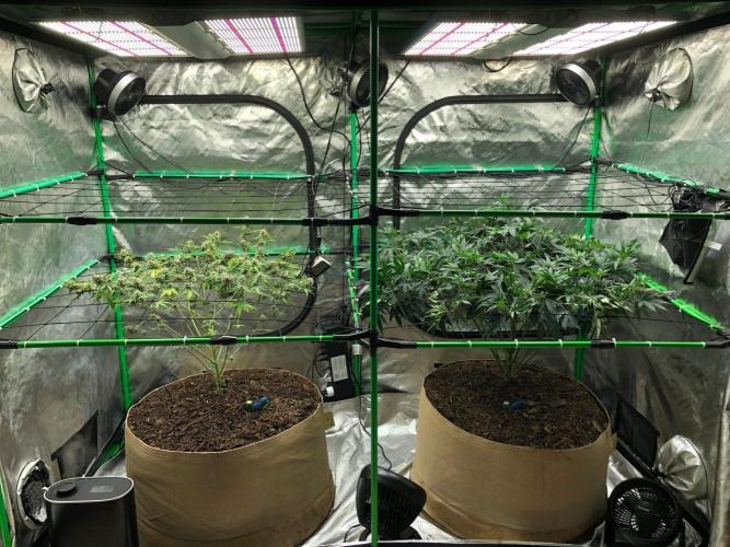 Mexican Sativa Kannabaia Indoor Summer. Week 11
