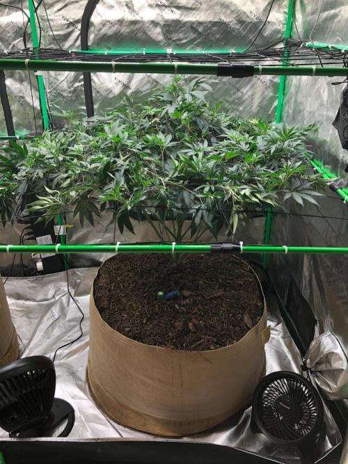 Mexican Sativa Kannabaia Indoor Summer. Week 11