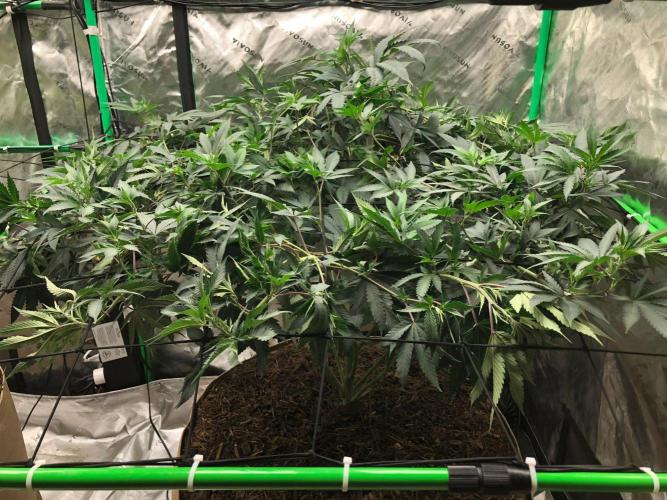 Mexican Sativa Kannabaia Indoor Summer. Week 11