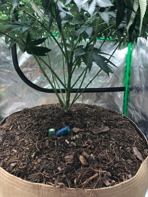 Mexican Sativa Kannabaia Indoor Summer. Week 11