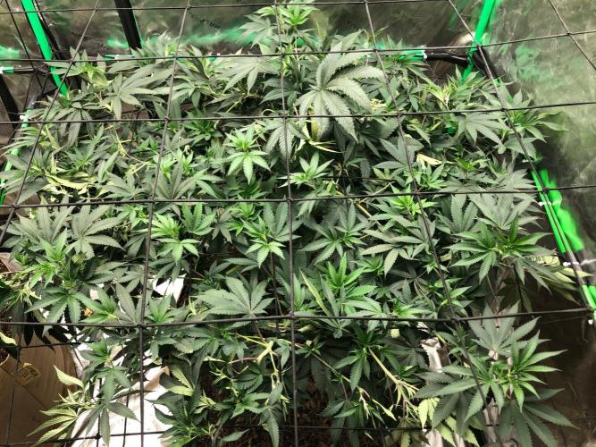 Mexican Sativa Kannabaia Indoor Summer. Week 11