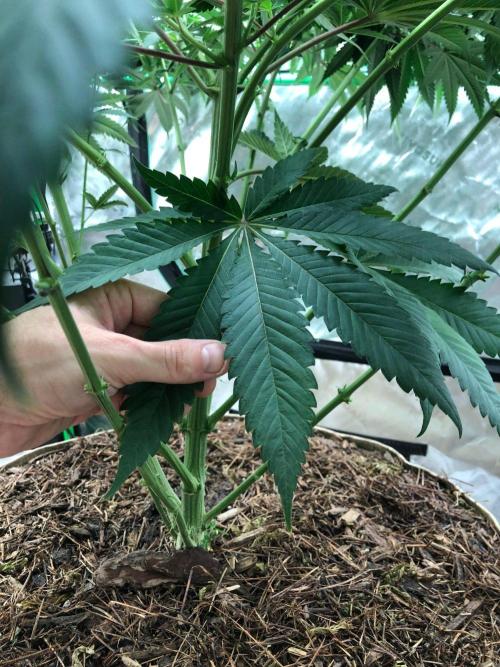 Mexican Sativa Kannabaia Indoor Summer. Week 11